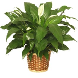 PEACE LILY PLANT)Spathiphyllum