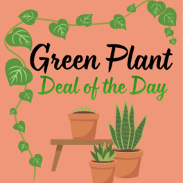 Green Plant - Deal of the Day