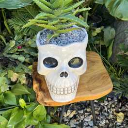 Big Scull