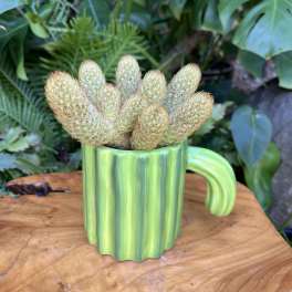 Cactus