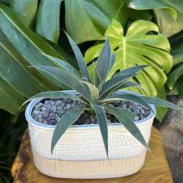 Succulent For You