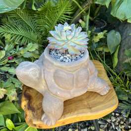 Turtle