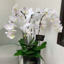 White orchid plant in a black hatbox on a stand
