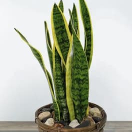 Snake plant in a woven basket planter with decorative stones