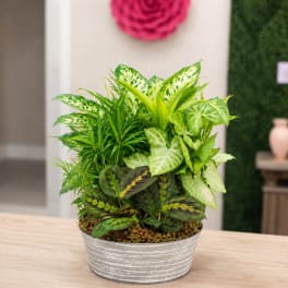 Metal Container Dish Garden