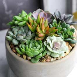 A shallow pot filled with assorted succulents and pebbles