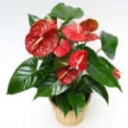 Potted anthurium plant with red blooms and glossy green leaves