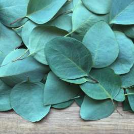EUCALYPTUS (FRESH CUT)