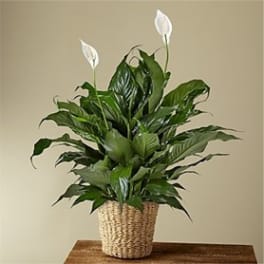 Potted peace lily plant with white blooms in a woven basket