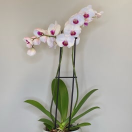 Potted orchid plant with white and pink blooms in a ceramic container