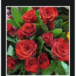 Bouquet of red roses with green leaves