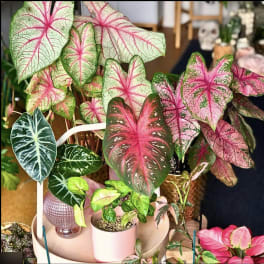 Potted caladium plants with pink, white, and green patterned leaves