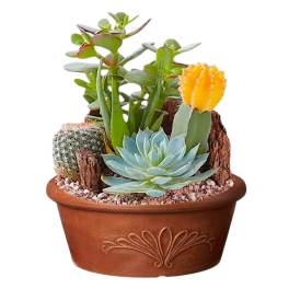 Potted succulent arrangement with a cactus and blue rosette succulent