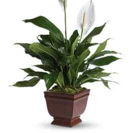 Potted peace lily plant with white blooms in a brown planter
