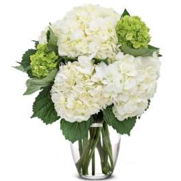 White & green hydrangeas