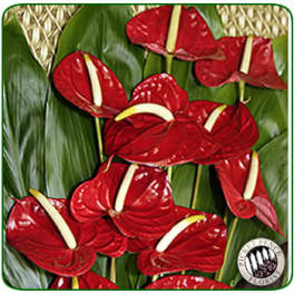 Red anthurium flowers arranged against broad green leaves.