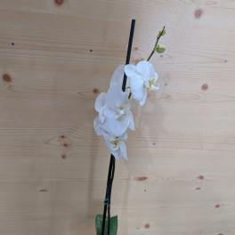White orchid plant in a white pot with two stems