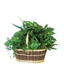 Basket of assorted green houseplants
