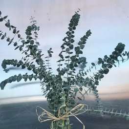 Bundle of eucalyptus stems tied with a raffia bow