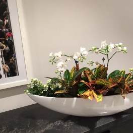 White orchids in a low white bowl with colorful croton foliage
