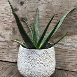 Potted aloe plant in a patterned white ceramic pot