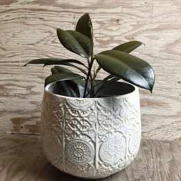 Potted plant with dark green leaves in a white patterned ceramic pot