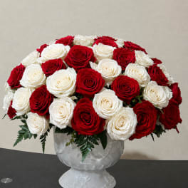 Red & white Roses in cup