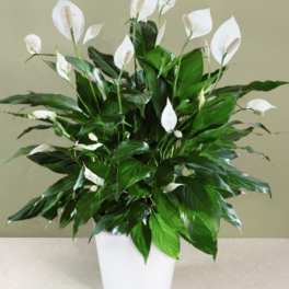 White peace lilies in a white pot
