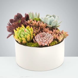 Mixed succulents in varied colors planted in a low white ceramic pot.