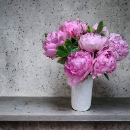 Peony Perfection