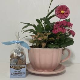 Cup of Love Flowering Plant