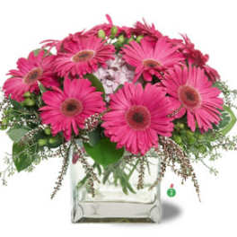 Pink gerbera daisy bouquet in a clear square vase