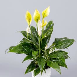 Spathiphyllum Plant by BloomNation™