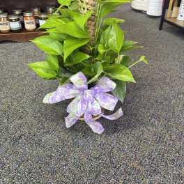 Potted pothos plant with a purple ribbon bow