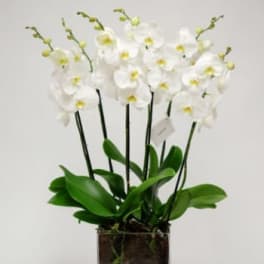 White orchid plant in a square glass pot