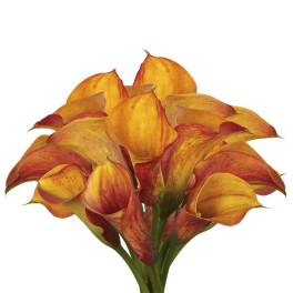 Bouquet of orange and red calla lilies