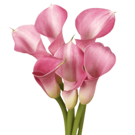 Pink calla lilies with long green stems