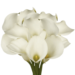Cluster of white calla lilies with yellow centers