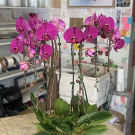 Two magenta orchid plants in a white bowl planter