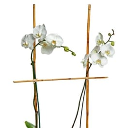 White phalaenopsis orchids in a gray oval pot with bamboo supports and a small white flowering plant at the base