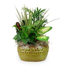 Mixed green houseplants in a decorative ceramic pot