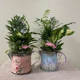 Two potted plant arrangements in decorative metal watering cans with pink flowers