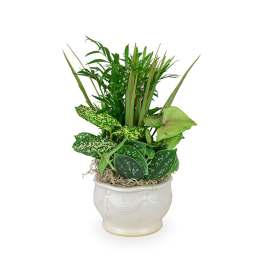 Potted green houseplant arrangement in a white ceramic planter