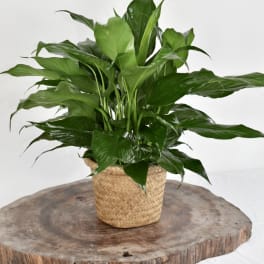 Potted green houseplant in a woven basket planter