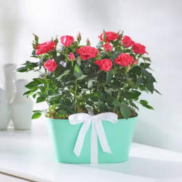 Pink roses in a mint green pot with a white ribbon