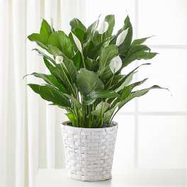 Potted peace lily in a white woven basket planter