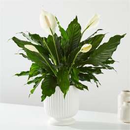 White peace lilies in a white ribbed vase