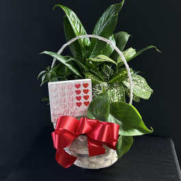 Basket of green houseplants with a red ribbon and heart card