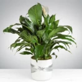 Spathiphyllum Plant by BloomNation™
