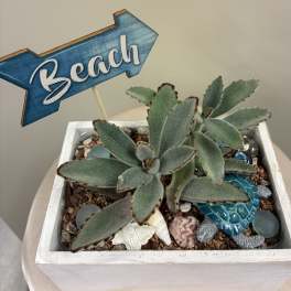 Potted succulent arrangement with a blue "Beach" sign